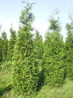 Levensboom (Thuja Plicata 'Martin') -Aanbiedingen Groene Hekken Winkel thuja pl martin 300 350 1