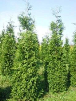 Levensboom (Thuja Plicata 'Martin') -Aanbiedingen Groene Hekken Winkel thuja pl martin 300 350 3