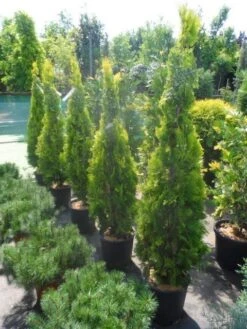 Levensboom (Thuja Orientalis 'Pyramidalis Aurea') -Aanbiedingen Groene Hekken Winkel thuja platycladus orientalis pyramidalis aurea 150 175 2