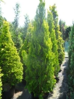 Levensboom (Thuja Orientalis 'Pyramidalis Aurea') 10 Levensboom (Thuja Orientalis 'Pyramidalis Aurea') -Aanbiedingen Groene Hekken Winkel thuja platycladus orientalis pyramidalis aurea 175 200 250