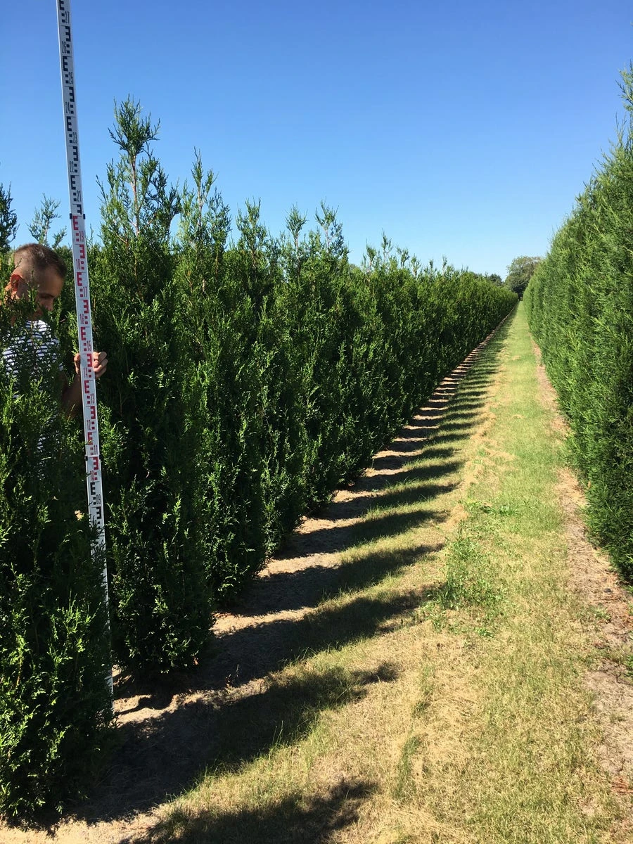 Grote Levensboom (Thuja Plicata 'Atrovirens') 5 Grote Levensboom (Thuja Plicata 'Atrovirens') - Afbeelding 3