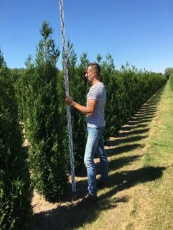 Aanbiedingen Groene Hekken Winkel -Aanbiedingen Groene Hekken Winkel thuja plic atrovirnes 250300 2