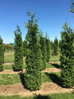 Nieuwe uitgaven -Aanbiedingen Groene Hekken Winkel thuja plic excelsa 250300 1
