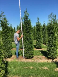 Grote Haagconifeer (Thuja Plicata 'Excelsa') -Aanbiedingen Groene Hekken Winkel thuja plic excelsa 250300 3 1