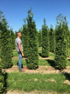 Grote Haagconifeer (Thuja Plicata 'Excelsa') -Aanbiedingen Groene Hekken Winkel thuja plic excelsa 300350 1