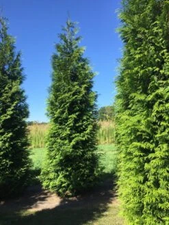Grote Haagconifeer (Thuja Plicata 'Excelsa') -Aanbiedingen Groene Hekken Winkel thuja plic excelsa 400450 2 1