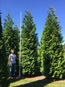 Grote Haagconifeer (Thuja Plicata 'Excelsa') -Aanbiedingen Groene Hekken Winkel thuja plic excelsa 500550 2 1