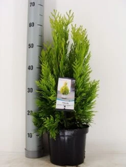 Levensboom (Thuja Plicata '4ever Goldy') -Aanbiedingen Groene Hekken Winkel thuja plicata 4 ever goldy zomer c3 m 1