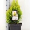 Levensboom (Thuja Plicata '4ever Goldy') -Aanbiedingen Groene Hekken Winkel thuja plicata 4ever goldy c5 m 1