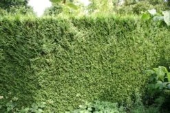Levensboom (Thuja Plicata 'Atrovirens') -Aanbiedingen Groene Hekken Winkel thuja plicatum atrovirens 1 1