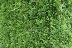 Levensboom (Thuja Plicata 'Atrovirens') -Aanbiedingen Groene Hekken Winkel thuja plicatum atrovirens 2