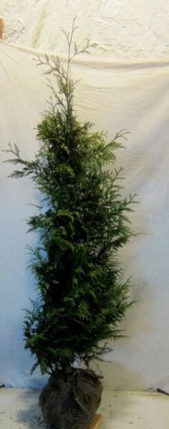 Reuzenlevensboom (Thuja Plicata 'Excelsa') 19 Reuzenlevensboom (Thuja Plicata 'Excelsa') -Aanbiedingen Groene Hekken Winkel thujapexcelsa150 175 1