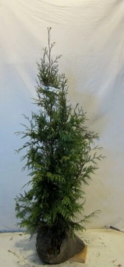 Levensboom (Thuja Plicata 'Martin') -Aanbiedingen Groene Hekken Winkel thujapmartin100 125