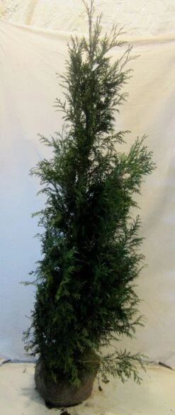 Levensboom (Thuja Plicata 'Martin') -Aanbiedingen Groene Hekken Winkel thujapmartin150 175