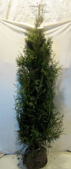 Levensboom (Thuja Plicata 'Martin') -Aanbiedingen Groene Hekken Winkel thujapmartin175 200