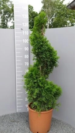 Conifeer Als Spiraal (Thuja Occidentalis 'Smaragd') -Aanbiedingen Groene Hekken Winkel thujasmaragdspiraal01 1