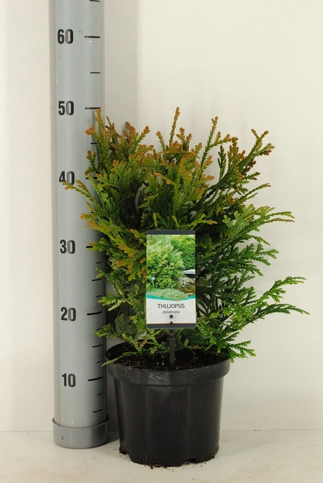 Thujopsis (Thujopsis Dolabrata) 6 Thujopsis (Thujopsis Dolabrata) - Afbeelding 4