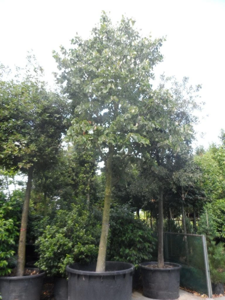 Lindeboom (Tilia Platyphyllos) 5 Lindeboom (Tilia Platyphyllos) - Afbeelding 3