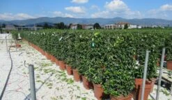 Toscaanse Jasmijn Als Leivorm(Trachelospernum Jasminoides) -Aanbiedingen Groene Hekken Winkel trachelospermum jasminoides 52x110 leivorm 2