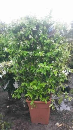 Toscaanse Jasmijn Als Leivorm(Trachelospernum Jasminoides) -Aanbiedingen Groene Hekken Winkel trachelospernum jasm. leivorm 100125 2