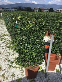 Toscaanse Jasmijn Als Leivorm(Trachelospernum Jasminoides) -Aanbiedingen Groene Hekken Winkel trachelospernum jasminoides 90x50 cm