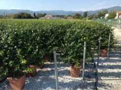 Toscaanse Jasmijn Als Leivorm(Trachelospernum Jasminoides) -Aanbiedingen Groene Hekken Winkel trachelospernum jasminoides lage leivorm