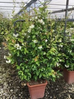 Toscaanse Jasmijn Als Leivorm(Trachelospernum Jasminoides) -Aanbiedingen Groene Hekken Winkel trachelospernum jasminoides lage leivorm met bloem