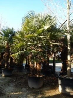 Winterharde Palm Meerstammig (Trachycarpus Fortunei) -Aanbiedingen Groene Hekken Winkel trachycarpus fortunei 3 stammig 1