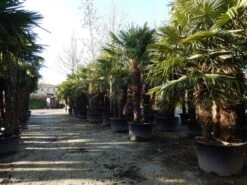 Winterharde Palm Meerstammig (Trachycarpus Fortunei) 12 Winterharde Palm Meerstammig (Trachycarpus Fortunei) -Aanbiedingen Groene Hekken Winkel trachycarpus fortunei 3 stammig 2