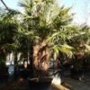 Winterharde Palm Meerstammig (Trachycarpus Fortunei) -Aanbiedingen Groene Hekken Winkel trachycarpus fortunei 3 stammig 4 2