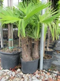 Winterharde Palm Meerstammig (Trachycarpus Fortunei) -Aanbiedingen Groene Hekken Winkel trachycarpus fortunei multistam 2