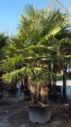 Winterharde Palm Meerstammig (Trachycarpus Fortunei) -Aanbiedingen Groene Hekken Winkel trachycarpus meerstammig 2
