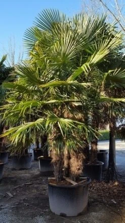 Winterharde Palm Meerstammig (Trachycarpus Fortunei) -Aanbiedingen Groene Hekken Winkel trachycarpus meerstammig 2 1