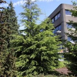 Westelijke Hemlockspar (Tsuga Heterophylla) -Aanbiedingen Groene Hekken Winkel tsuga heterophylla 1