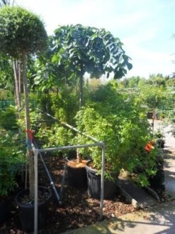 Treuriep (Ulmus Glabra 'Pendula') -Aanbiedingen Groene Hekken Winkel ulmus glabra pendula 14 16 18ho cont