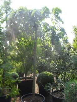 Treuriep (Ulmus Glabra 'Pendula') -Aanbiedingen Groene Hekken Winkel ulmus glabra pendula 20 25ho c160