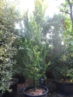 Goudiep (Ulmus Hollandica 'Wredei') -Aanbiedingen Groene Hekken Winkel ulmus hollandica wredei 350 400 450 cont