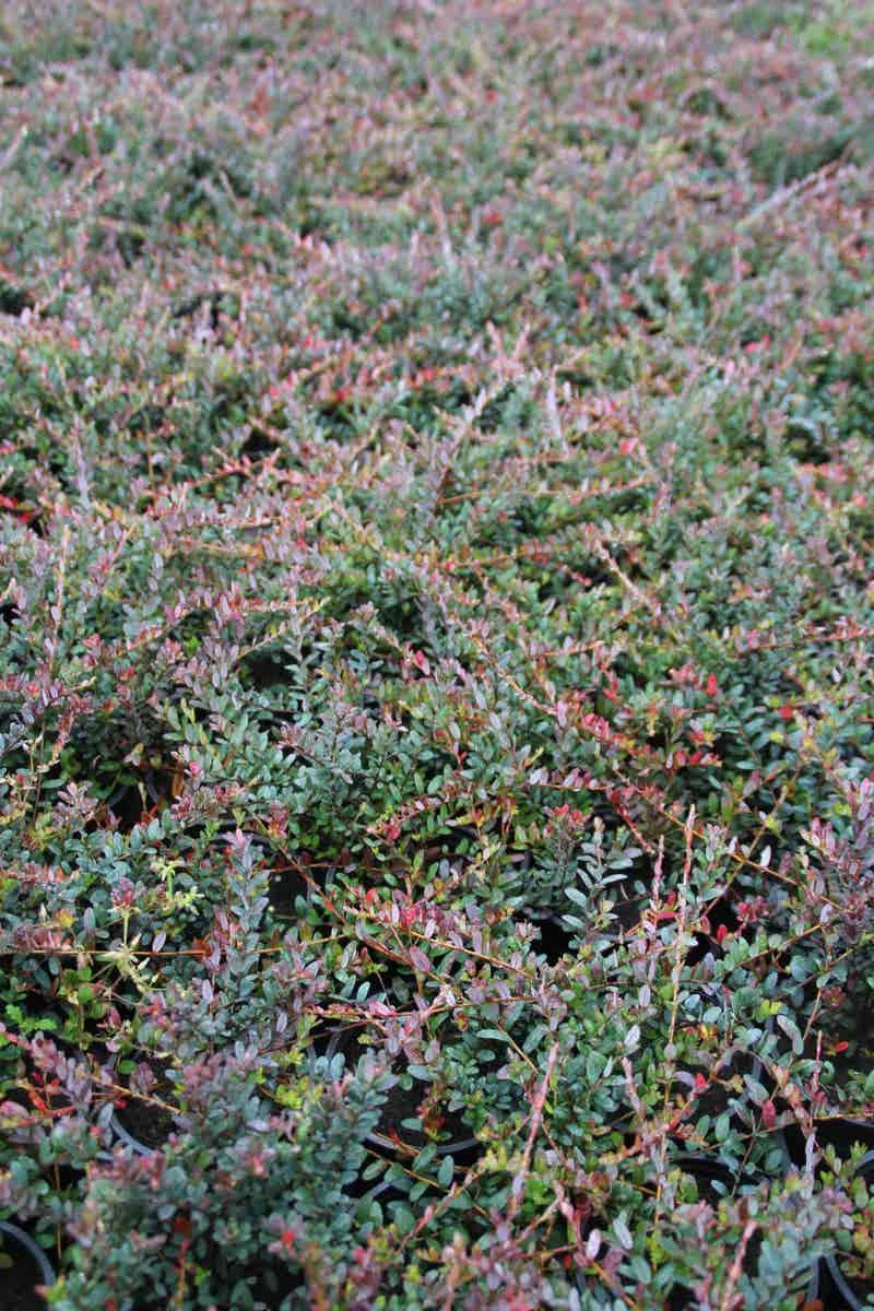 Veenbes (Vaccinium Macrocarpon Cranberry) 6 Veenbes (Vaccinium Macrocarpon Cranberry) - Afbeelding 4