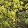 Sassafras (Sassafras Albidum) -Aanbiedingen Groene Hekken Winkel vaem00052