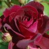 Trosroos (Rosa 'Burgundy Ice') -Aanbiedingen Groene Hekken Winkel vaem00641