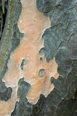 Grote Parrotia (Parrotia Persica) 12 Grote Parrotia (Parrotia Persica) -Aanbiedingen Groene Hekken Winkel vaem01237