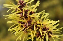 Toverhazelaar (Hamamelis Mollis) -Aanbiedingen Groene Hekken Winkel vaem02437