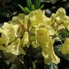 Rhododendron (Rhododendron 'Goldinetta') -Aanbiedingen Groene Hekken Winkel vaem03020