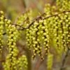 Staartaar (Stachyurus Praecox)