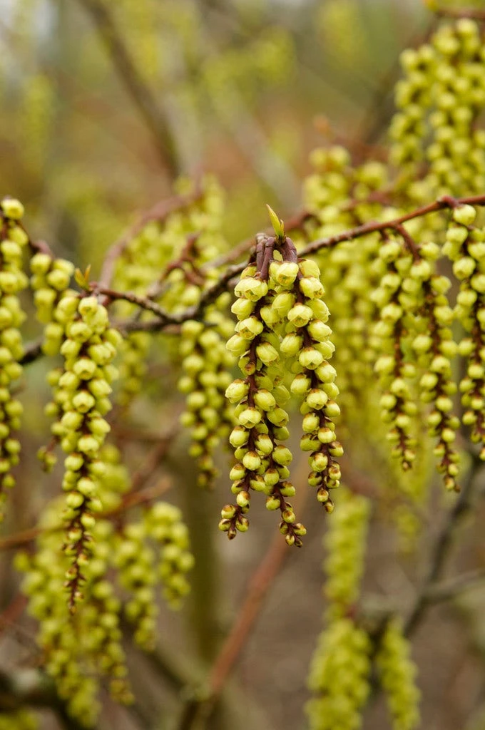 Staartaar (Stachyurus Praecox) 3 Staartaar (Stachyurus Praecox)