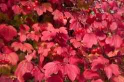 Gelderse Roos (Viburnum Opulus) -Aanbiedingen Groene Hekken Winkel vaem08760 2