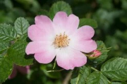 Ondoordringbare Haag, Hoog -Aanbiedingen Groene Hekken Winkel vaem09210