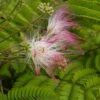 Perzische Slaapboom (Albizia Julibrissin) -Aanbiedingen Groene Hekken Winkel vaem09331