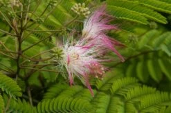 Perzische Slaapboom Als Halfstam (Albizia Julibrissin)