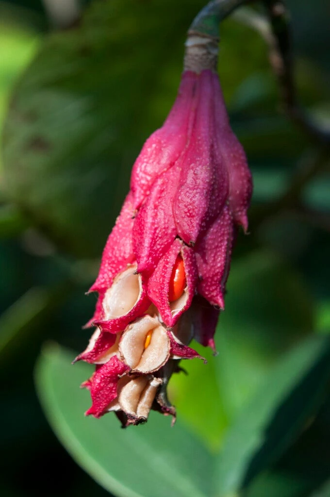 Beverboom (Magnolia Sieboldii) 4 Beverboom (Magnolia Sieboldii) - Afbeelding 2